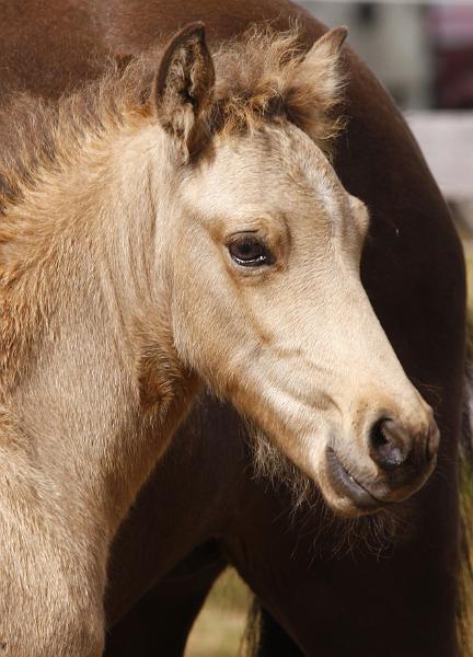 Heidar von Heidmoor f.jpg